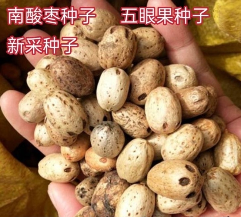 当季新籽南酸枣种子五眼果南酸枣树种籽造林苗木种子林木简单