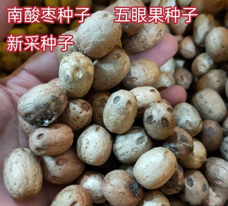 当季新籽南酸枣种子五眼果南酸枣树种籽造林苗木种子林木简单
