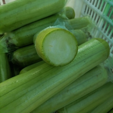 白玉丝瓜，精品，餐饮供应
