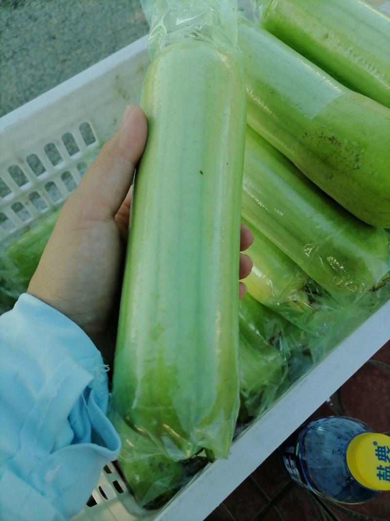 白玉丝瓜，精品，餐饮供应