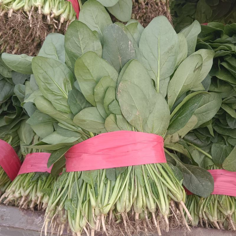 精品大叶菠菜