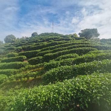 六堡茶