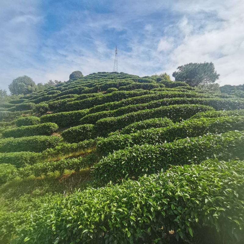 六堡茶