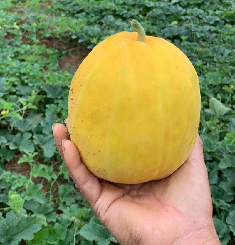 鼎牌秋甜1号香瓜种子薄皮早熟脆甜甜瓜口感甜度甜脆香味