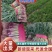 各位老板，蒜苗便宜了1.8-1斤，要的量大的话联系