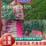 精品红根蒜苗，叶片厚绿，适合电商，超市，市场等