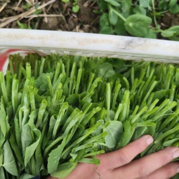 现恰豌豆尖，鲜到舌尖跳！欢迎全国各大平台来聊！