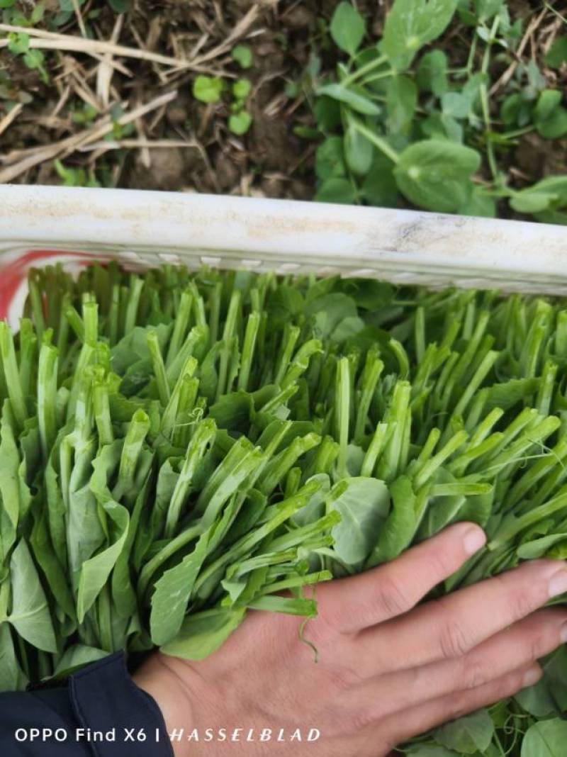 现恰豌豆尖，鲜到舌尖跳！欢迎全国各大平台来聊！