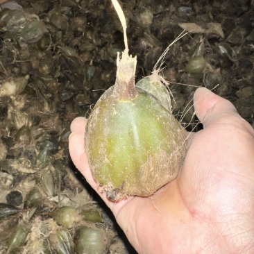 石猪心新下山大叶野生石橄榄石蒜山蒜石仙桃