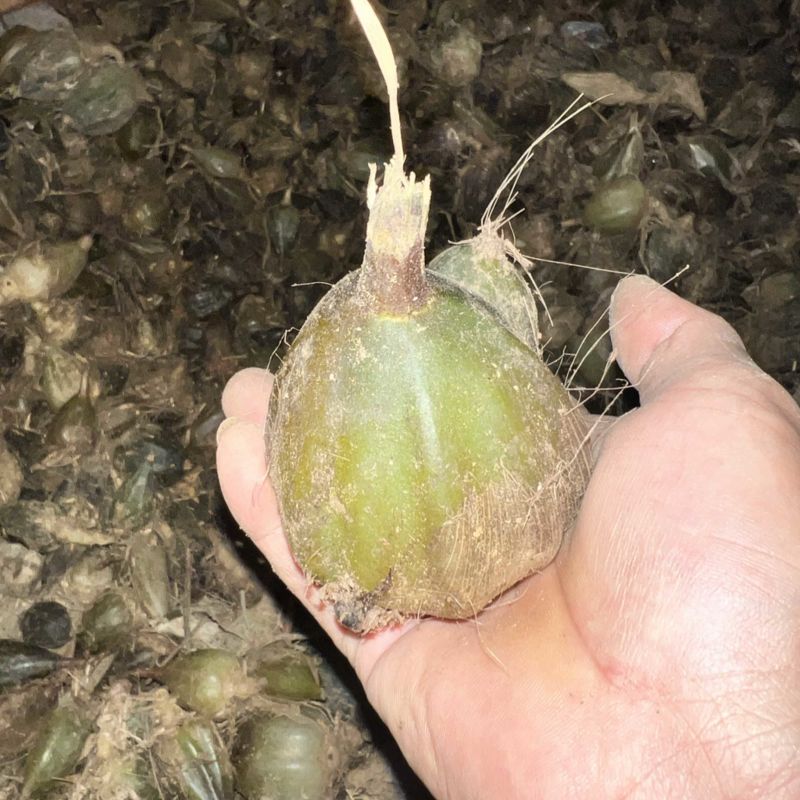 石猪心新下山大叶野生石橄榄石蒜山蒜石仙桃