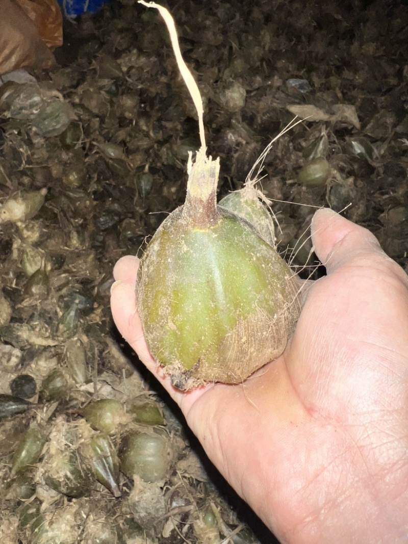 石猪心新下山大叶野生石橄榄石蒜山蒜石仙桃