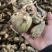石猪心新下山大叶野生石橄榄石蒜山蒜石仙桃