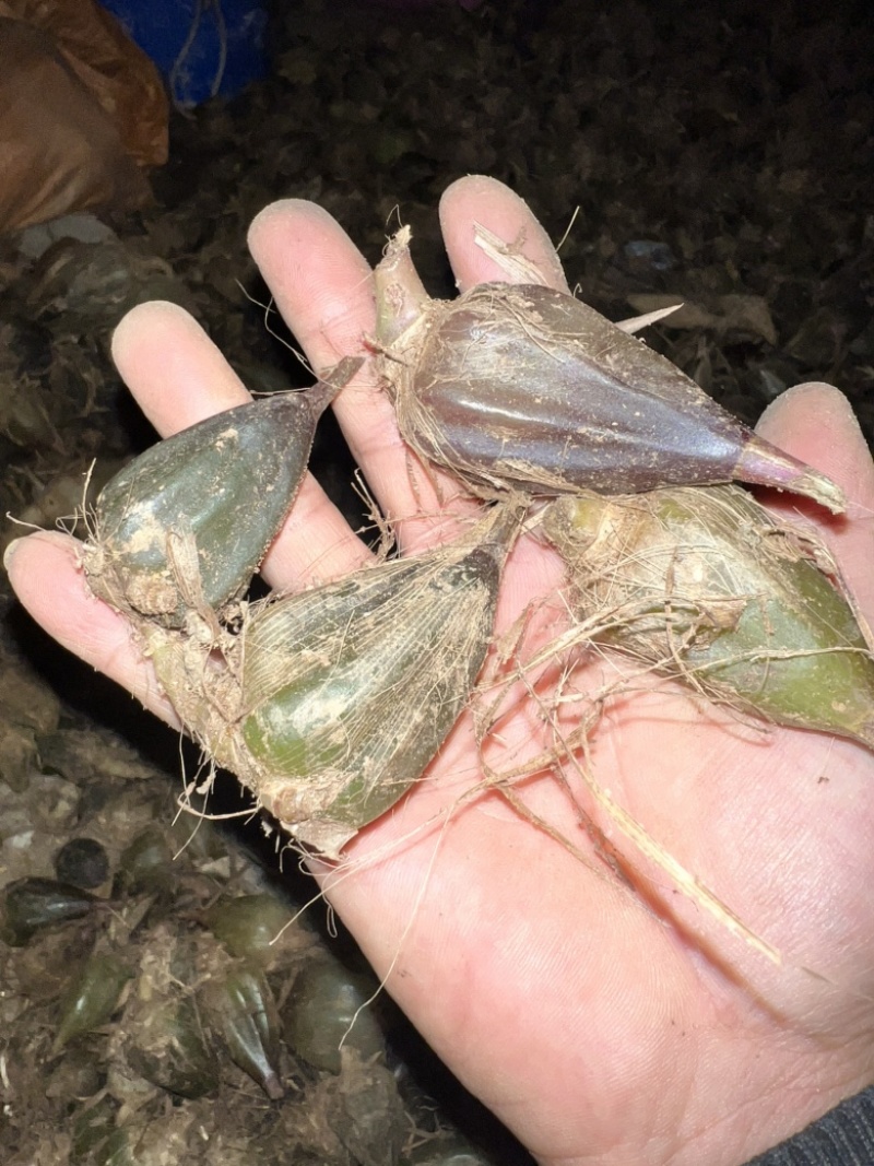 石猪心新下山大叶野生石橄榄石蒜山蒜石仙桃