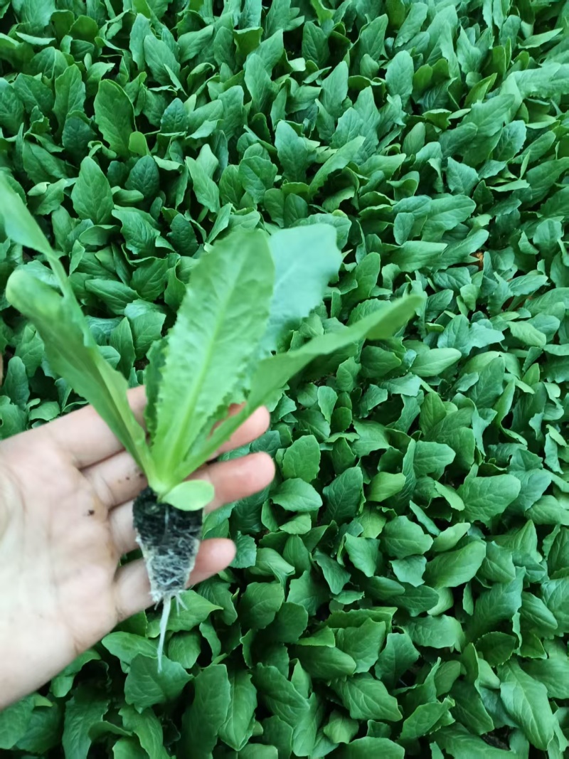 精品菜苗