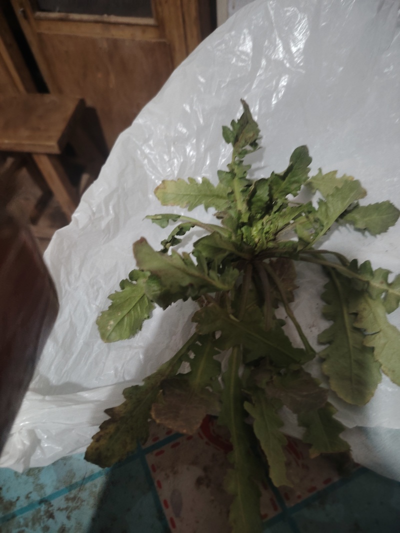 荠菜上市了批发市场平台