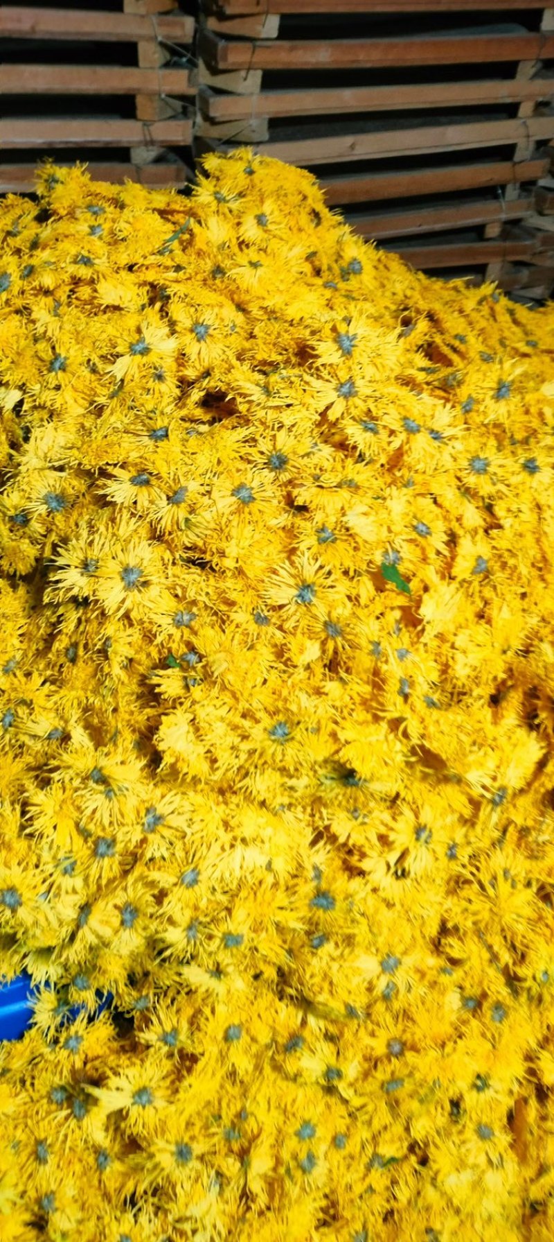 恩施富硒金丝皇菊