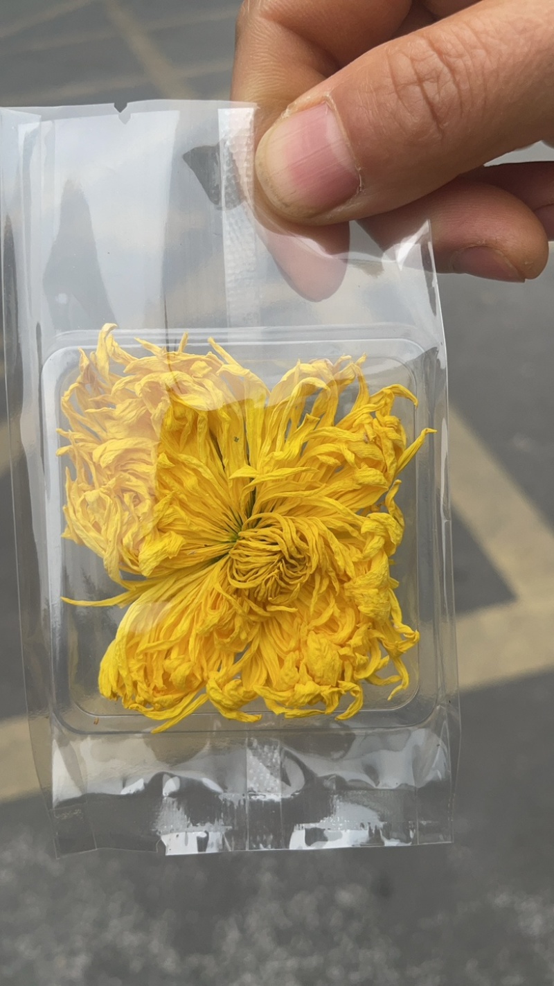 恩施富硒金丝皇菊