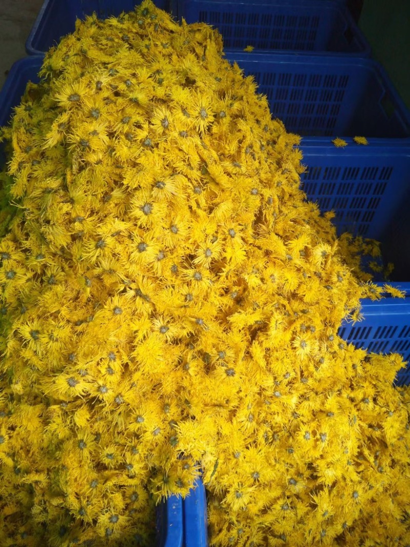 恩施富硒金丝皇菊