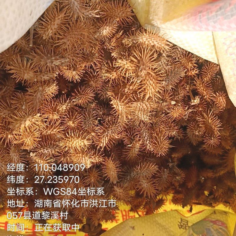 苍耳子、大自然的产物、****药材之一！