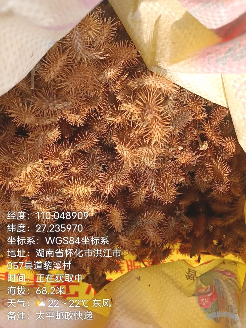 苍耳子、大自然的产物、****药材之一！