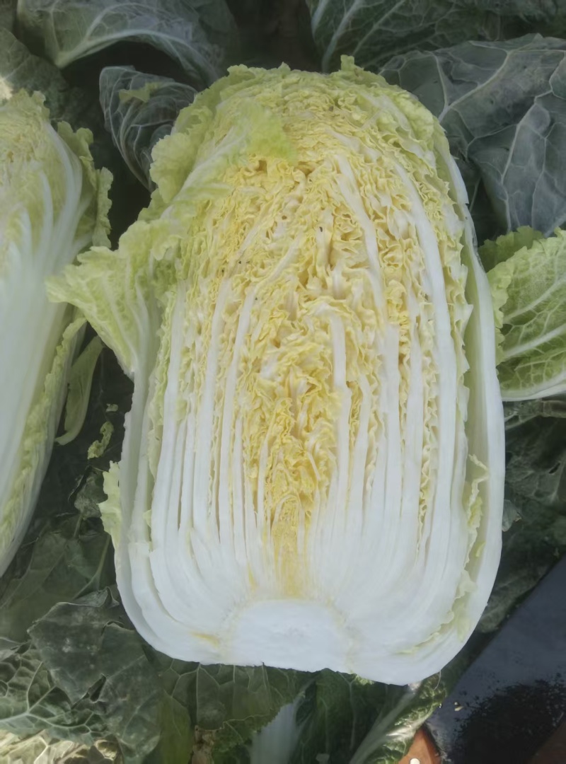 黄心白菜直供包装车