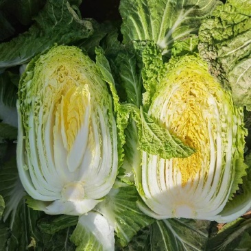 黄心大白菜