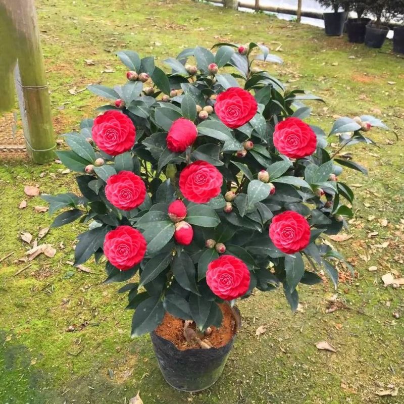 【热卖】特级茶花红赤单茶花红色香水味淡香水味常绿带苞