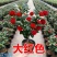 【热卖】特级茶花红赤单茶花红色香水味淡香水味常绿带苞