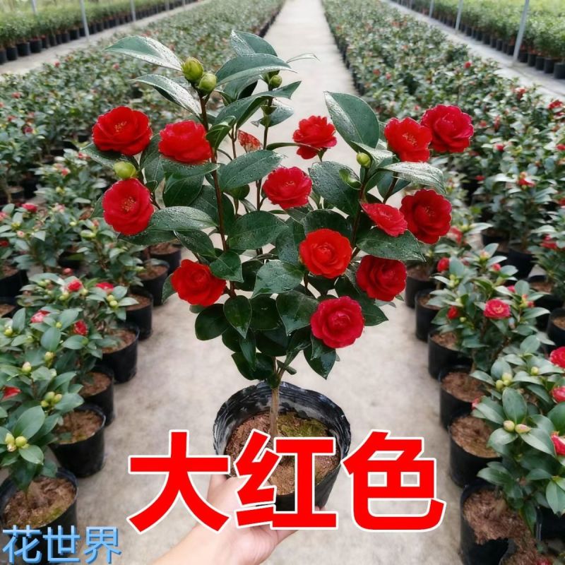 【热卖】特级茶花红赤单茶花红色香水味淡香水味常绿带苞