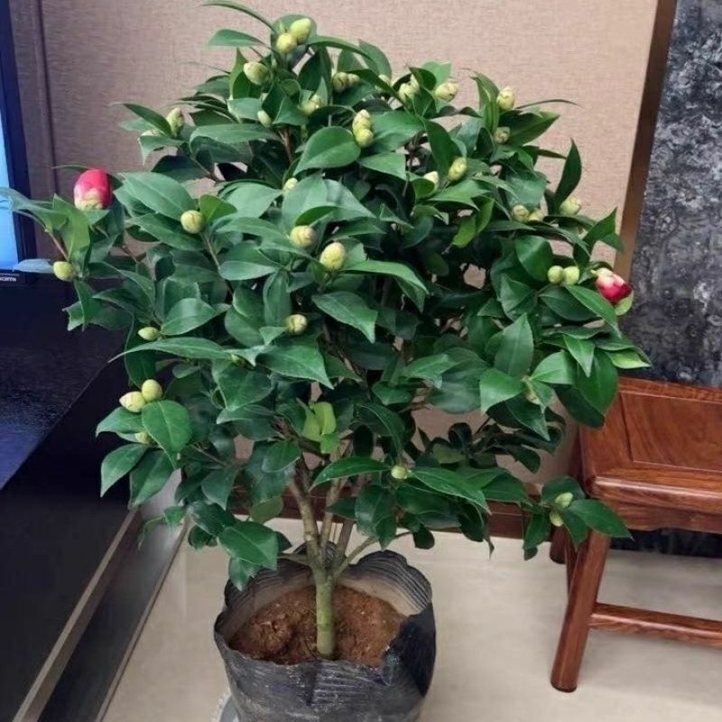 【热卖】特级茶花红赤单茶花红色香水味淡香水味常绿带苞