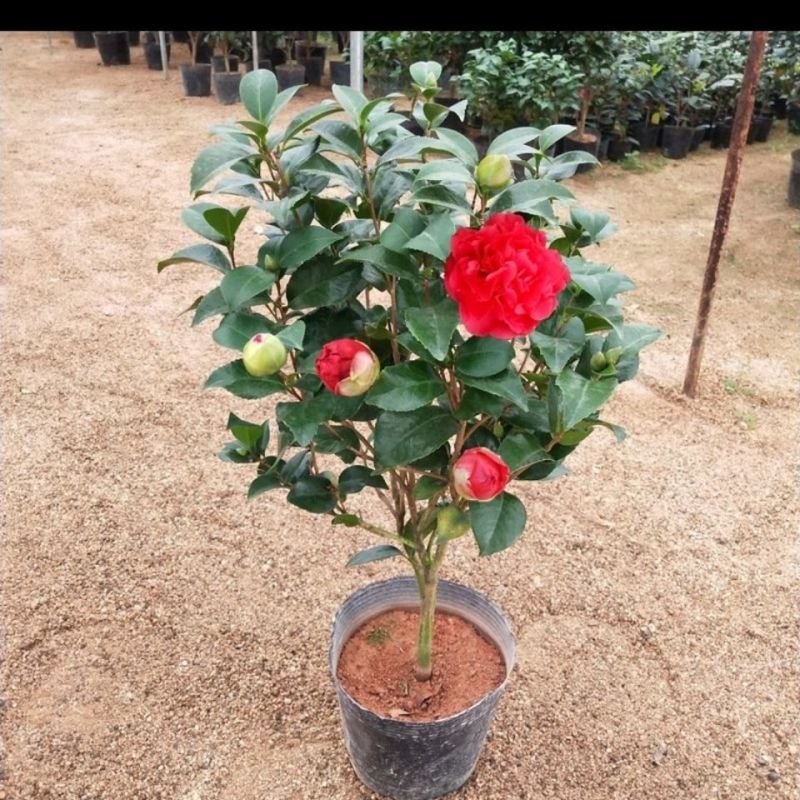 【热卖】特级茶花红赤单茶花红色香水味淡香水味常绿带苞