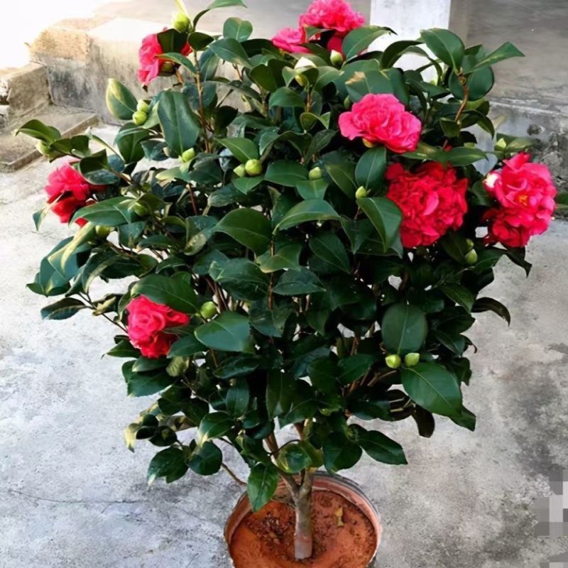 【热卖】特级茶花红赤单茶花红色香水味淡香水味常绿带苞