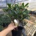 福建金边瑞香盆栽浓香型花苞开花室内老桩植物冬季耐寒