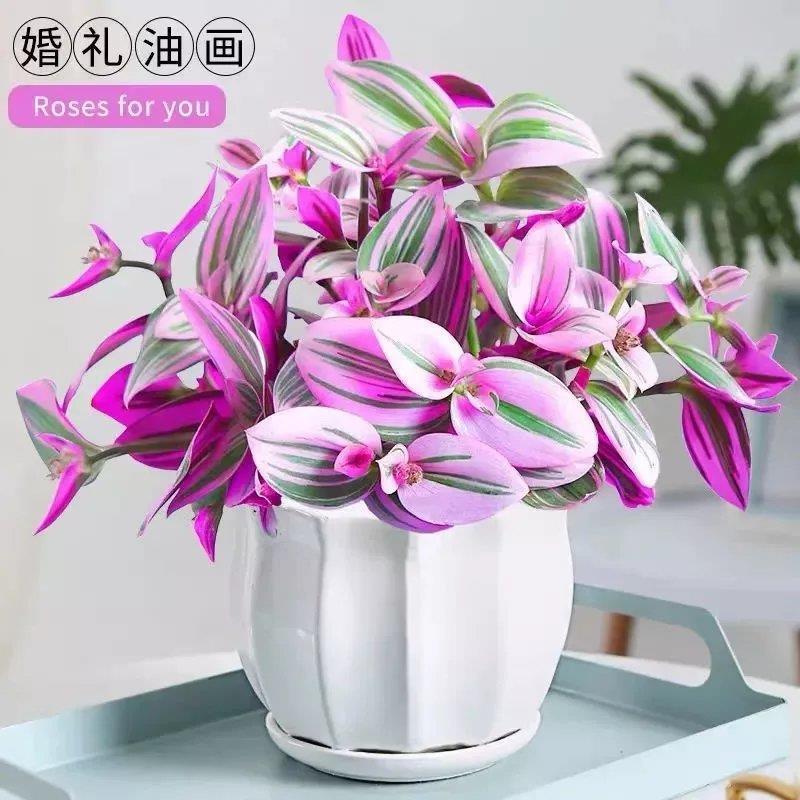 【推荐】进口婚礼油画盆栽电商靓货种植基地现挖先发