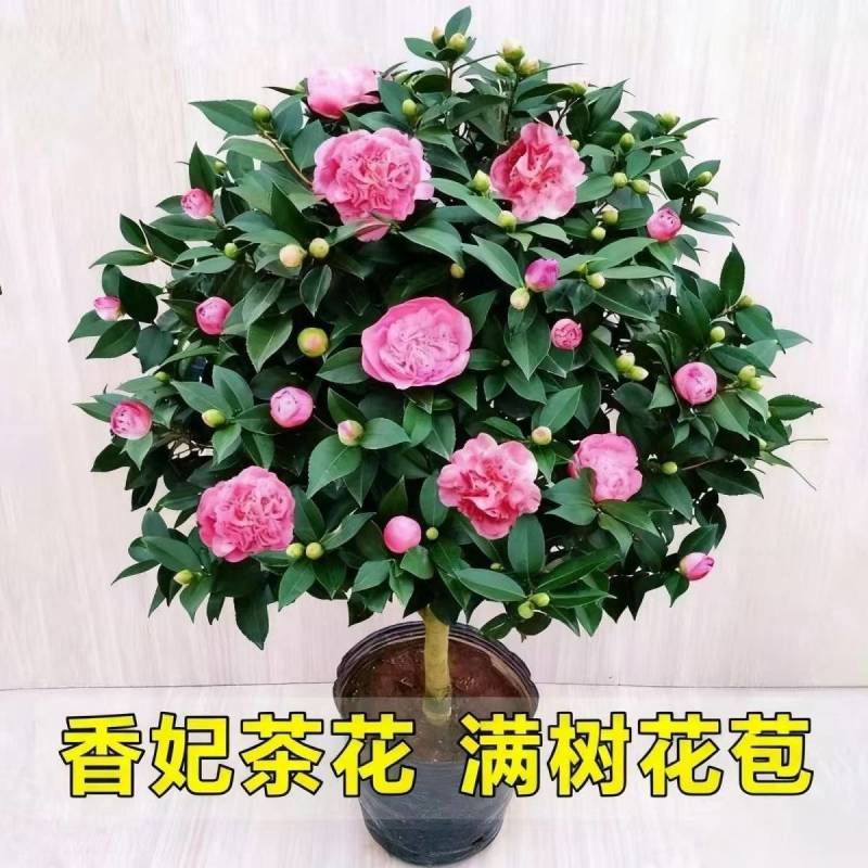 正宗香妃山茶花浓花季长易成活免费提供种植技术诚信经营