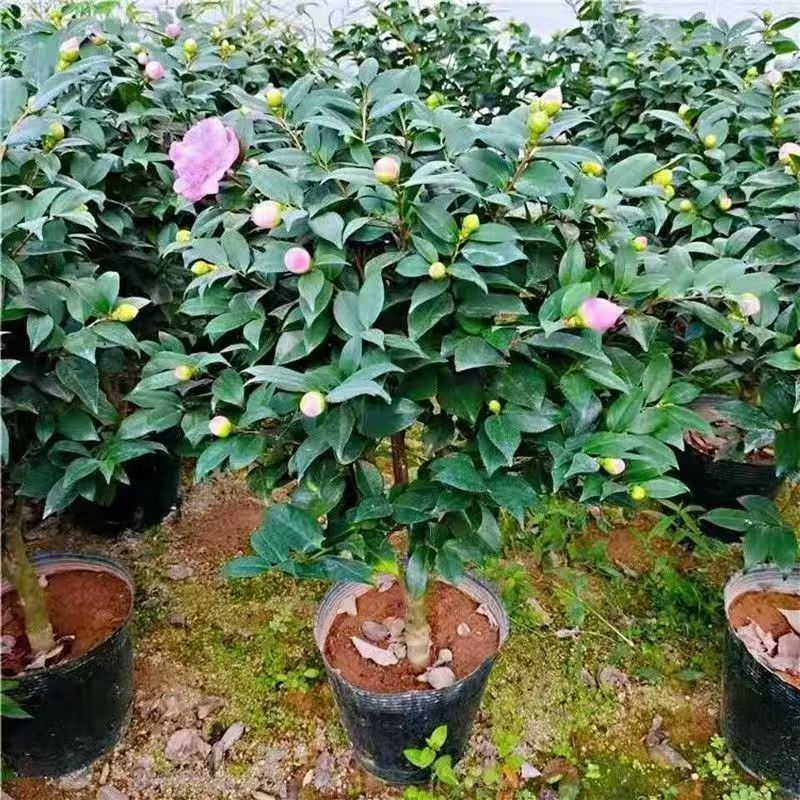 正宗香妃山茶花浓花季长易成活免费提供种植技术诚信经营