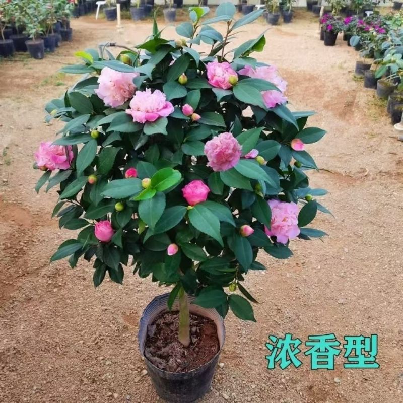 正宗香妃山茶花浓花季长易成活免费提供种植技术诚信经营