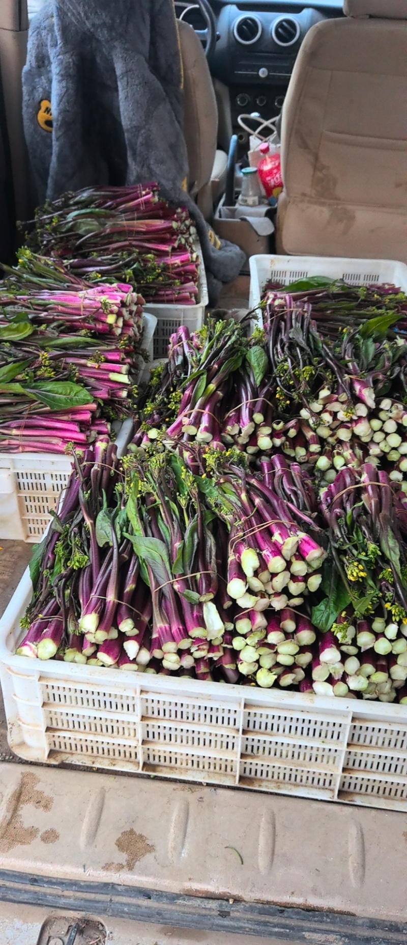 湖北红菜苔清甜