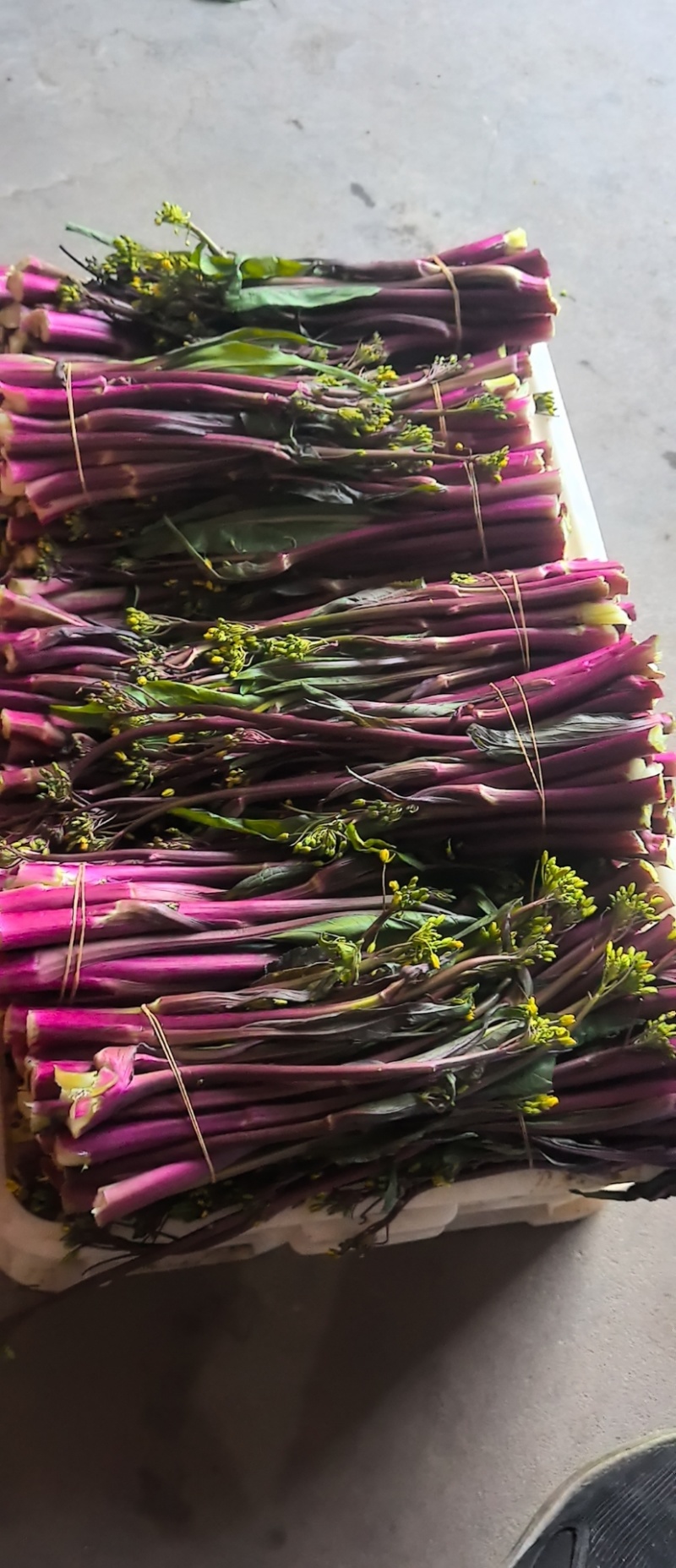 湖北红菜苔清甜