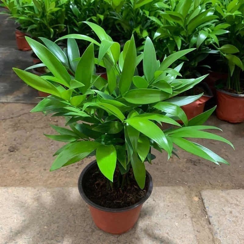 原盆原土竹柏盆栽植物室内植物平安竹