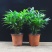 原盆原土竹柏盆栽植物室内植物平安竹