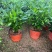 原盆原土竹柏盆栽植物室内植物平安竹