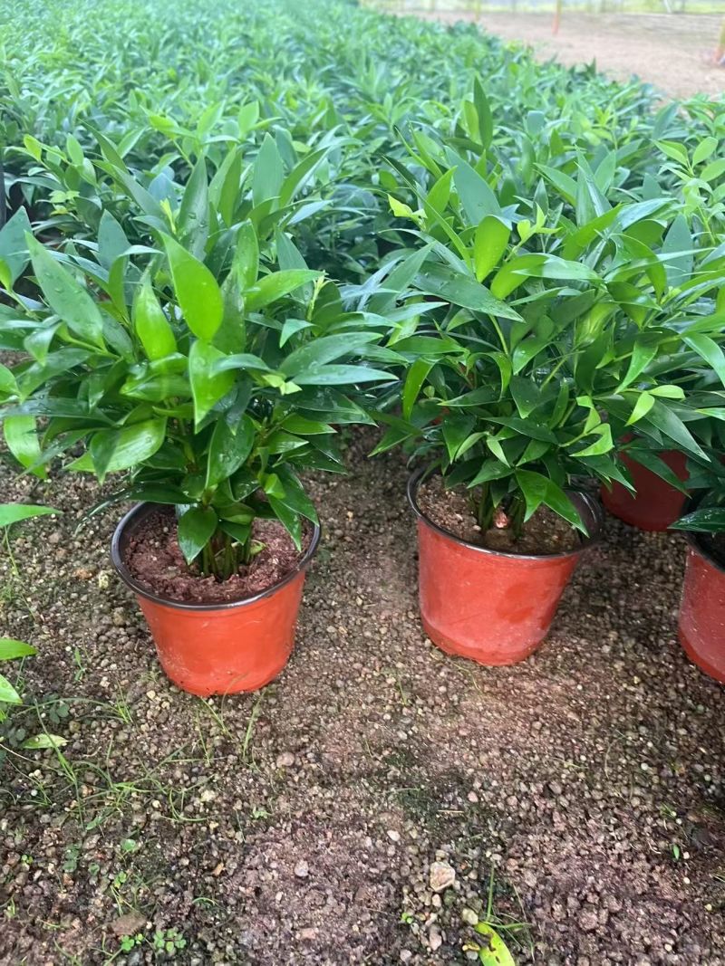 原盆原土竹柏盆栽植物室内植物平安竹