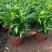 原盆原土竹柏盆栽植物室内植物平安竹