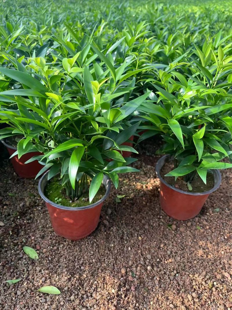原盆原土竹柏盆栽植物室内植物平安竹