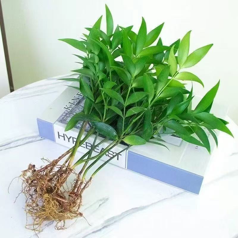 原盆原土竹柏盆栽植物室内植物平安竹