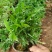 原盆原土竹柏盆栽植物室内植物平安竹