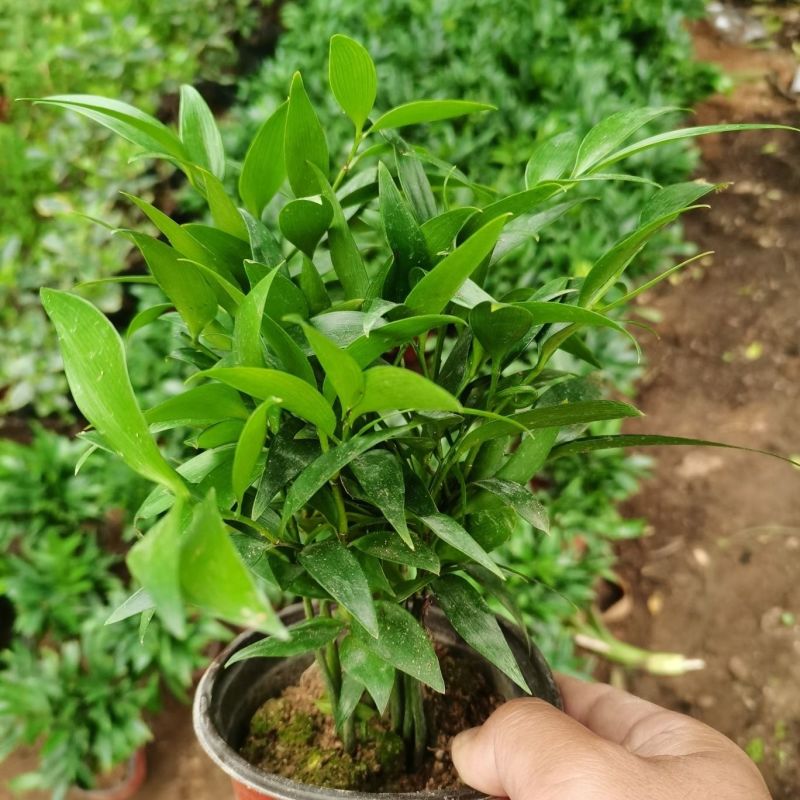 原盆原土竹柏盆栽植物室内植物平安竹