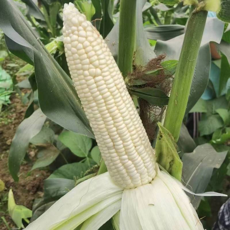 汇蔬玉糯916矮杆早熟大棒白甜糯玉米种子甜比糯1:3鲜食