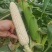 汇蔬玉糯916矮杆早熟大棒白甜糯玉米种子甜比糯1:3鲜食
